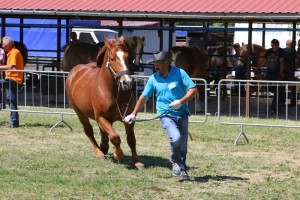SAMBA (Obik - Stokrotka po Szon)
