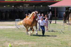 SZARFINA (Biały - Szarfa po Wilgon)