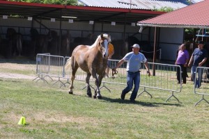 ATMANKA (Sar - Atencja po Birkut)