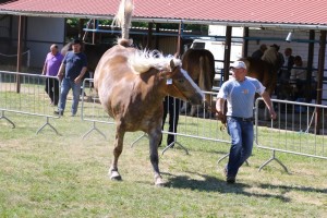 ATMANKA (Sar - Atencja po Birkut)