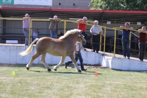 ATMANKA (Sar - Atencja po Birkut)