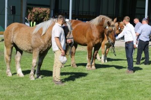 Wyb&oacute;r czempion&oacute;w