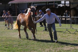 IRYS (Pasat - Indiana po Wierny)