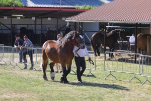 ERON (Umik - Elza po Baszon)