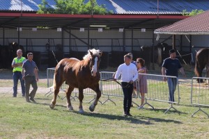 BOKSER (Boss - Bokinka po Upust)