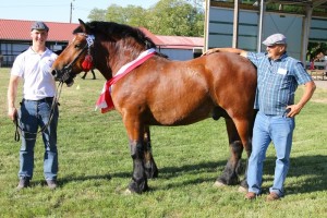 BOREK (Bonar - Bryczka po Setny)