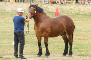 WIST (Saben - Waza po Sok&oacute;ł)