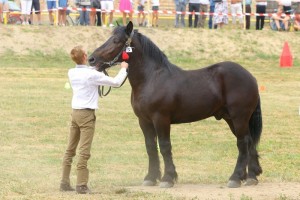 LUXUS DAK (Rubis 144 - Linda po Lot)
