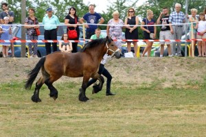 BARON SA (Bayard De Mairy - Barbie De Gibarlet po Rival Du Caire)