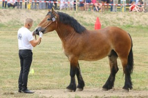 ROKOSZ (Saper - Rona po Boltram)