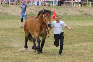 ROKOSZ (Saper - Rona po Boltram)