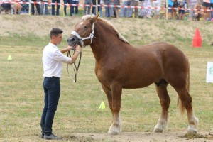 SEWERYN (Nex - Suknia po Sękacz)