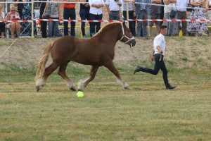 SEWERYN (Nex - Suknia po Sękacz)