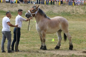 VOLCANA SA (Bayard De Mairy - Vulcana po Leo 148)