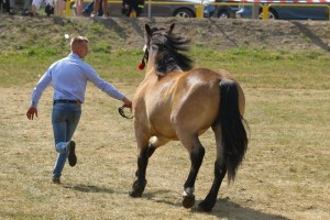 PERŁA (Bosak - Pajga po Tupet)
