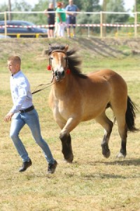 PERŁA (Bosak - Pajga po Tupet)