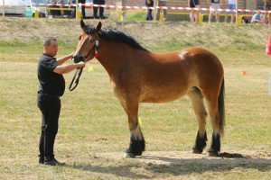 MŚCISŁAWA (Rokosz - Miralicja po Jeneralen)
