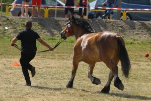 MŚCISŁAWA (Rokosz - Miralicja po Jeneralen)