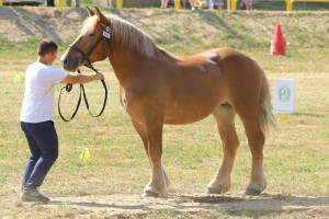 FADERA (Idrys - Fanta po Betowen)