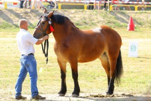 FANTAZJA (Wezyr - Fortuna po Wiomet)