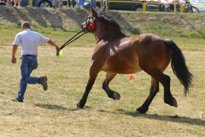 FANTAZJA (Wezyr - Fortuna po Wiomet)
