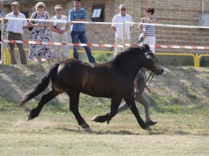 LINDA (Wiomet - Losa II po Saler)