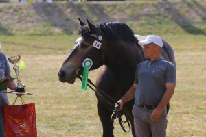 LINDA (Wiomet - Losa II po Saler)