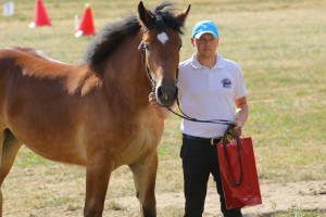 REBEKA (Boltram - Rosa po Rewanż)