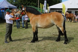 BAJKA (Roki - Bona po Pulower)