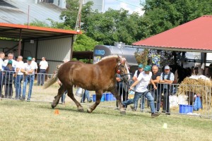 7192 G Bł PIWONIA (Bukan - Palemka po Bilet)