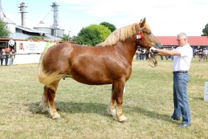 6689 G Bł SPARTA (Wierny - Saklawi po Foton)