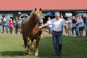 6689 G Bł SPARTA (Wierny - Saklawi po Foton)