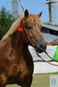 6689 G Bł SPARTA (Wierny - Saklawi po Foton)