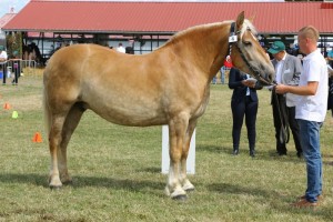 6594 G Bł PATI (Poker - Panama po Birkut)