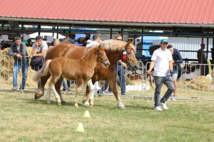 6381 G Bł TORINA (Elos - Tirana po Gest)