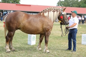 3566 G Ol WAZA (Sok&oacute;ł - Wangola po Selen)