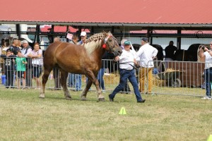 3566 G Ol WAZA (Sok&oacute;ł - Wangola po Selen)