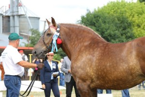 3566 G Ol WAZA (Sok&oacute;ł - Wangola po Selen)