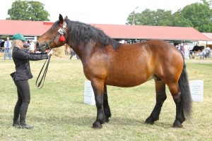 7048 G Bł WENECJA (Bejs - Warka po Rutek)