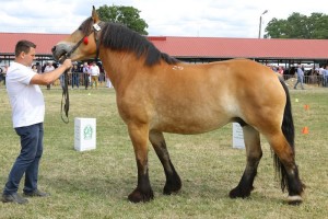 6002 G Bł BRASELA (Saler - Brakula po Hokus)