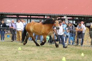 6002 G Bł BRASELA (Saler - Brakula po Hokus)