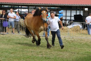 6002 G Bł BRASELA (Saler - Brakula po Hokus)
