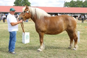 6029 G Bł ARSA (Floks - Atena po Gest)
