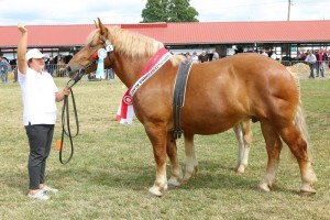 6381 G Bł TORINA (Elos - Tirana po Gest)