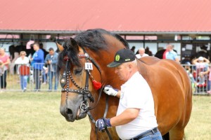 2729 G Bł BETIN (Brando - Benita po Tabs)