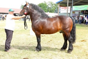 2696 G Bł ELF (Igan - Emma po Roczek)