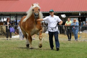 2654 G Bł AMOREK (Tron - Aria po Floks)