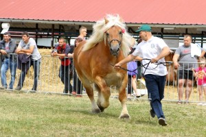 2654 G Bł AMOREK (Tron - Aria po Floks)