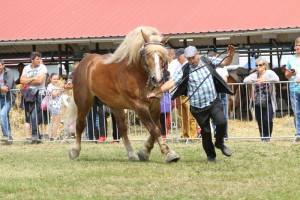 2616 G Bł ASLAN (Murzynek - Azja po Birkut)