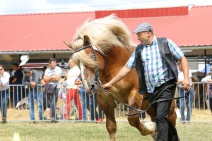 2616 G Bł ASLAN (Murzynek - Azja po Birkut)